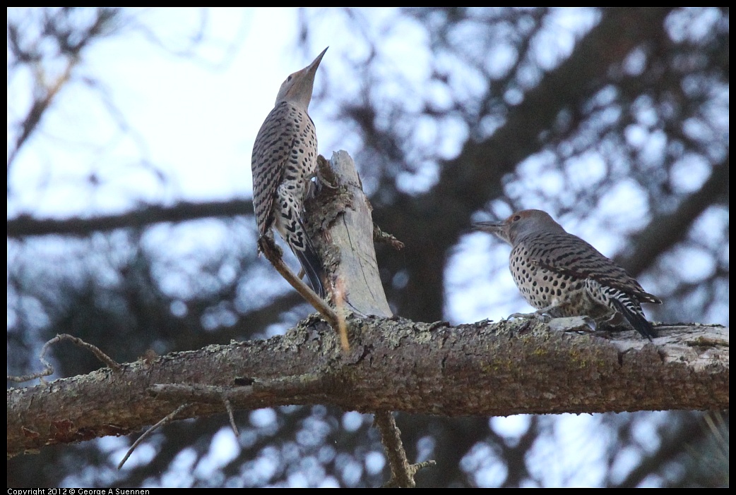 1018-090436-04.jpg - Northern Flicker