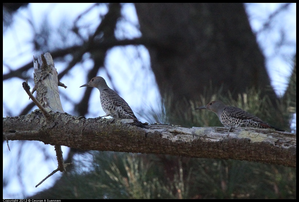 1018-090624-02.jpg - Northern Flicker