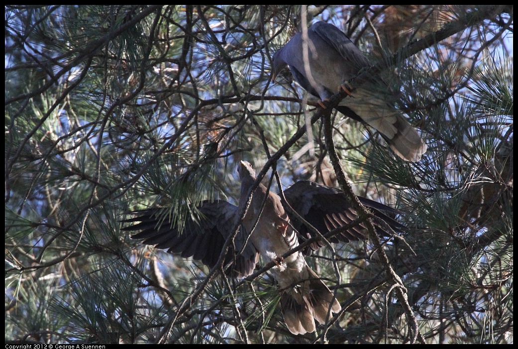 1018-090700-01.jpg - Band-tailed Pigeon