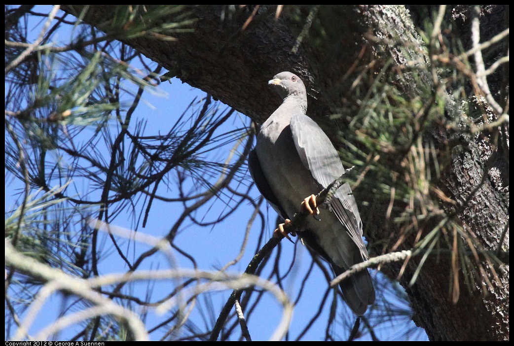 1018-091048-01.jpg - Band-tailed Pigeon