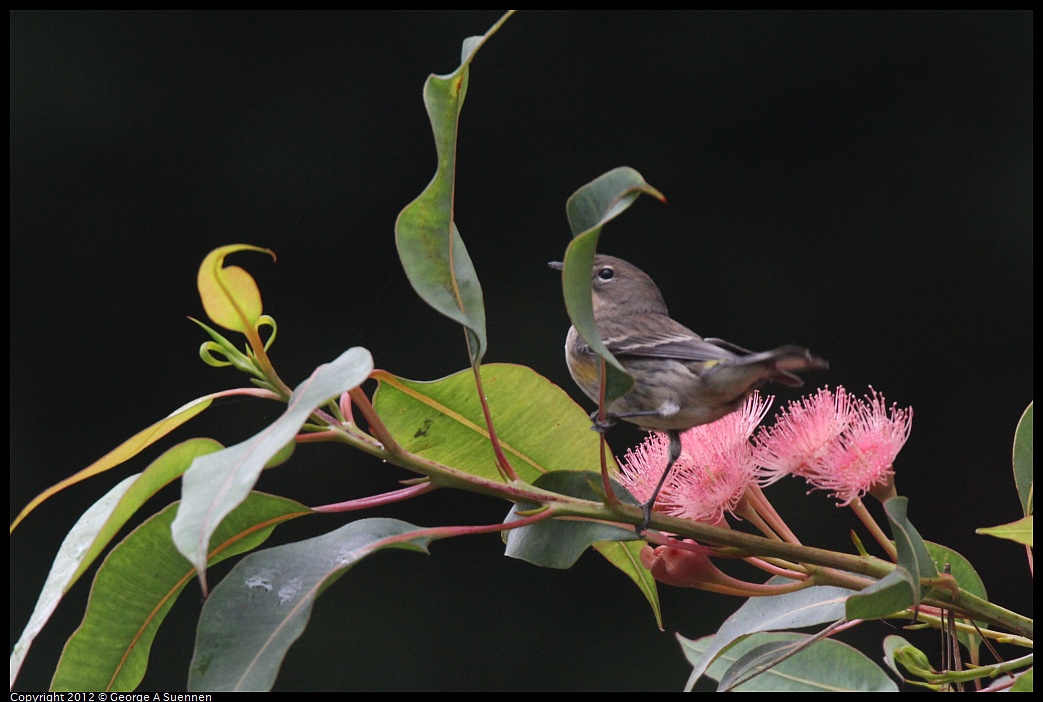 1020-104046-03.jpg - Yellow-rumped Warbler