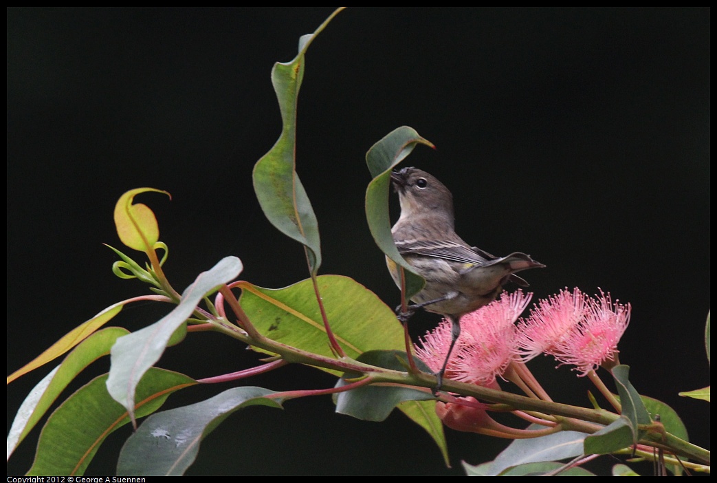 1020-104046-05.jpg - Yellow-rumped Warbler