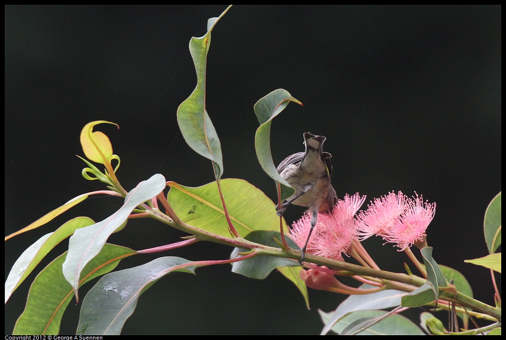 1020-104050-01.jpg - Yellow-rumped Warbler