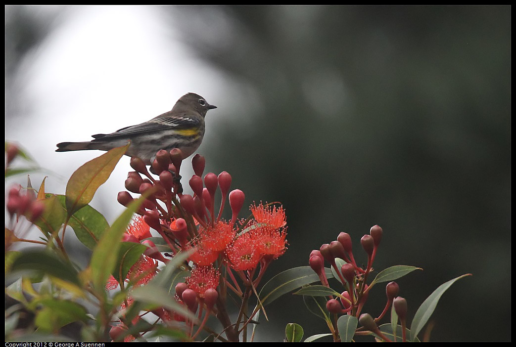 1020-104507-06.jpg - Yellow-rumped Warbler