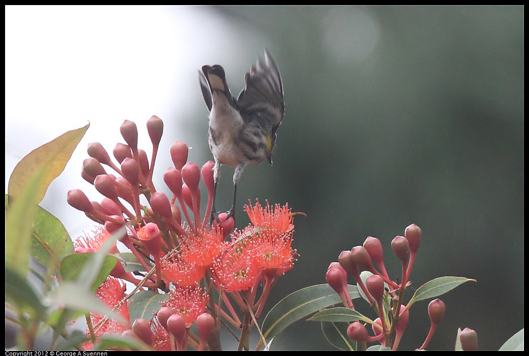 1020-104512-03.jpg - Yellow-rumped Warbler