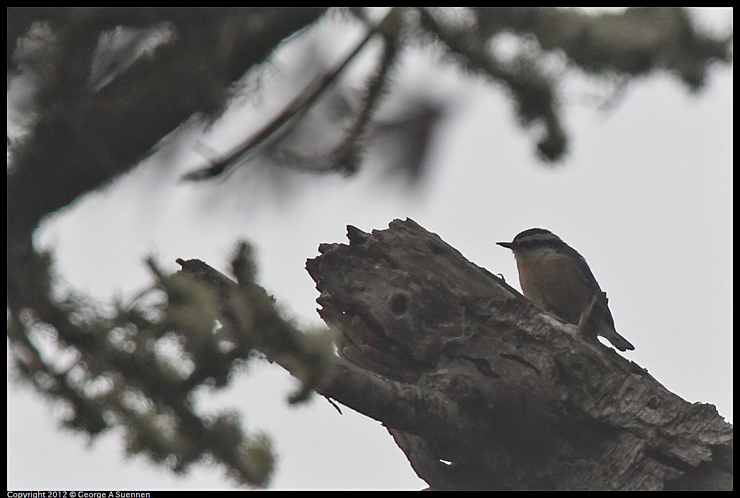 1020-104603-03.jpg - Red-breasted Nuthatch