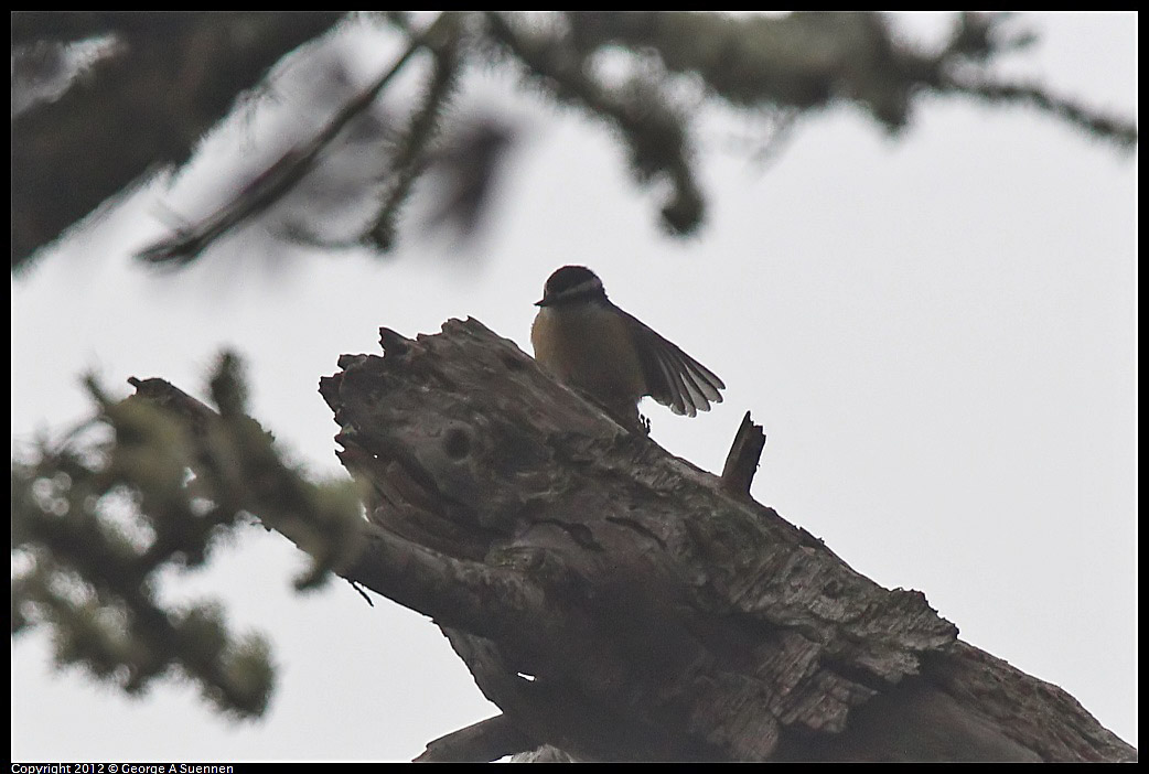 1020-104603-04.jpg - Red-breasted Nuthatch