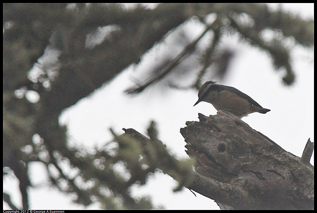 1020-104604-01.jpg - Red-breasted Nuthatch