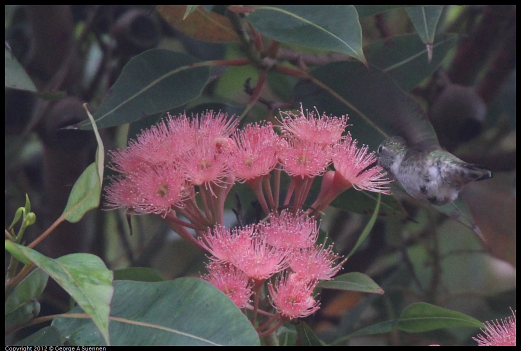 1020-111756-01.jpg - Anna's Hummingbird