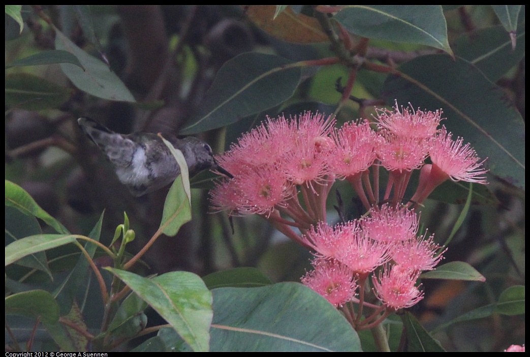 1020-111815-02.jpg - Anna's Hummingbird