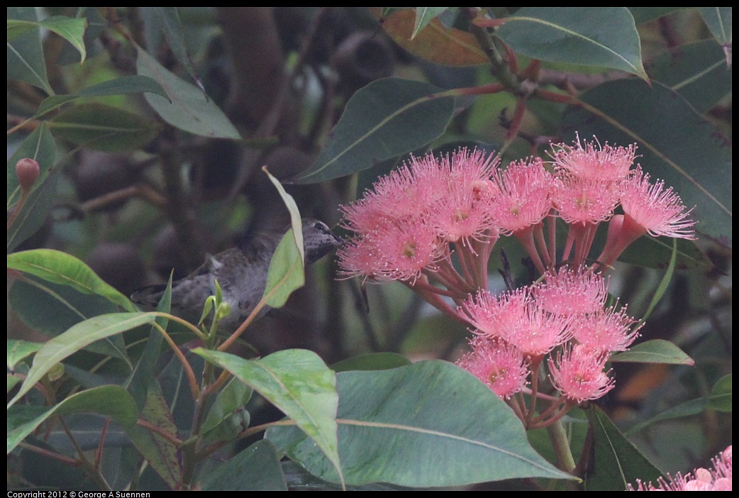 1020-111817-02.jpg - Anna's Hummingbird