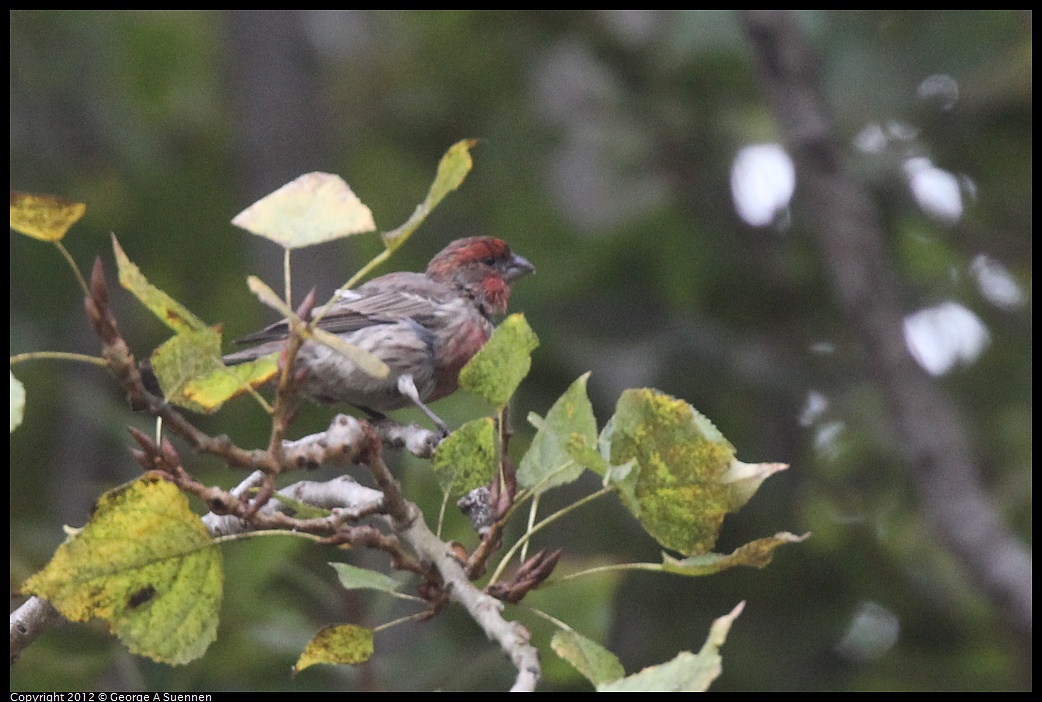 1020-085626-01.jpg - House Finch