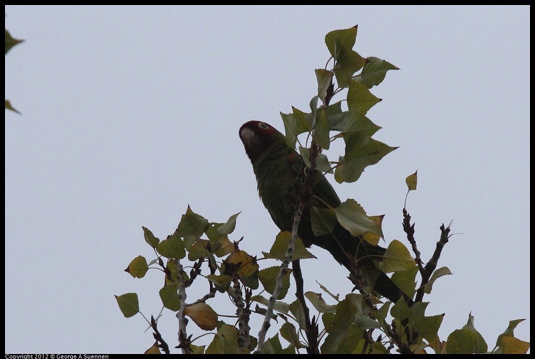 1020-090002-01.jpg - Red-masked Conure