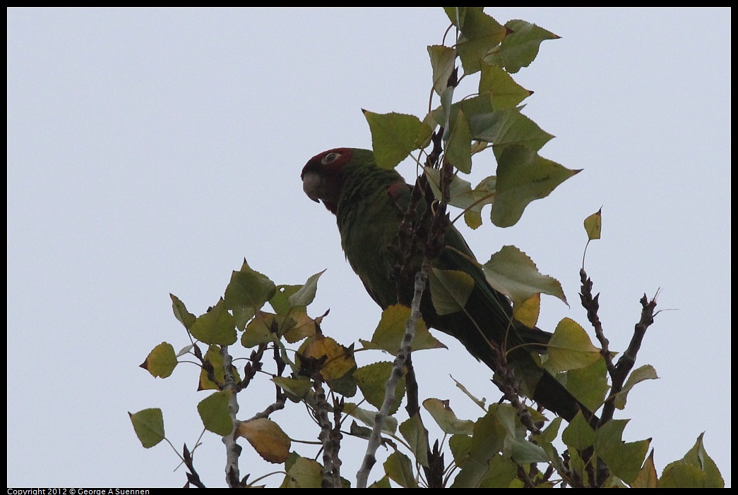 1020-090003-03.jpg - Red-masked Conure