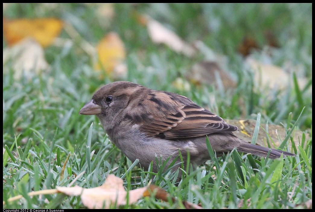 1020-090037-02.jpg - European House Sparrow