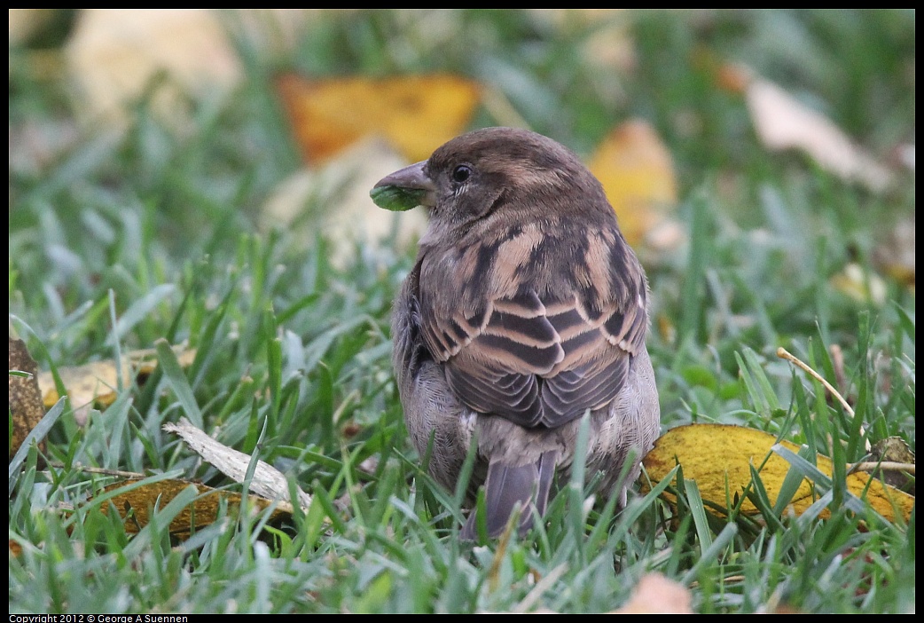 1020-090045-02.jpg - European House Sparrow