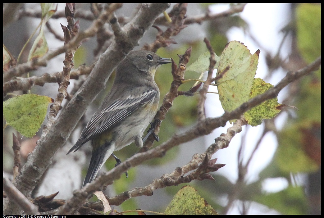 1020-090244-01.jpg - Yellow-rumped Warbler