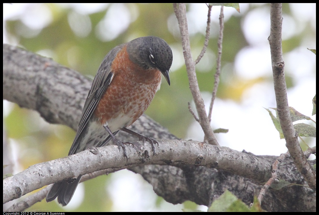 1020-090517-02.jpg - American Robin