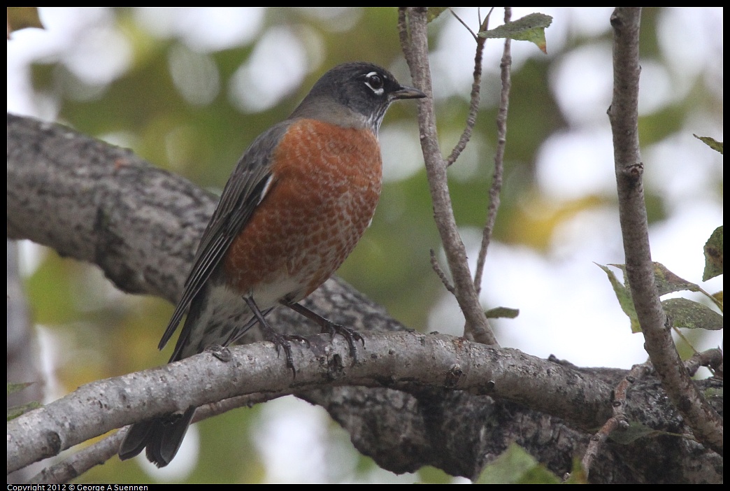 1020-090523-05.jpg - American Robin