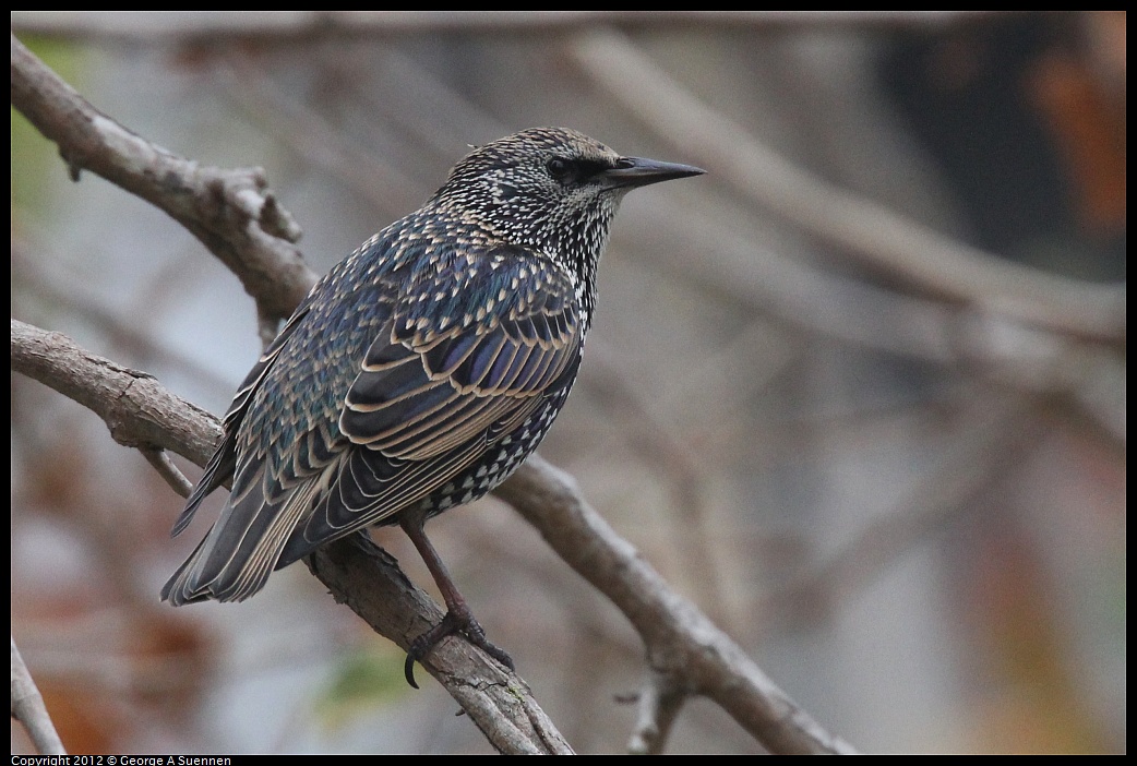 1020-090921-01.jpg - European Starling