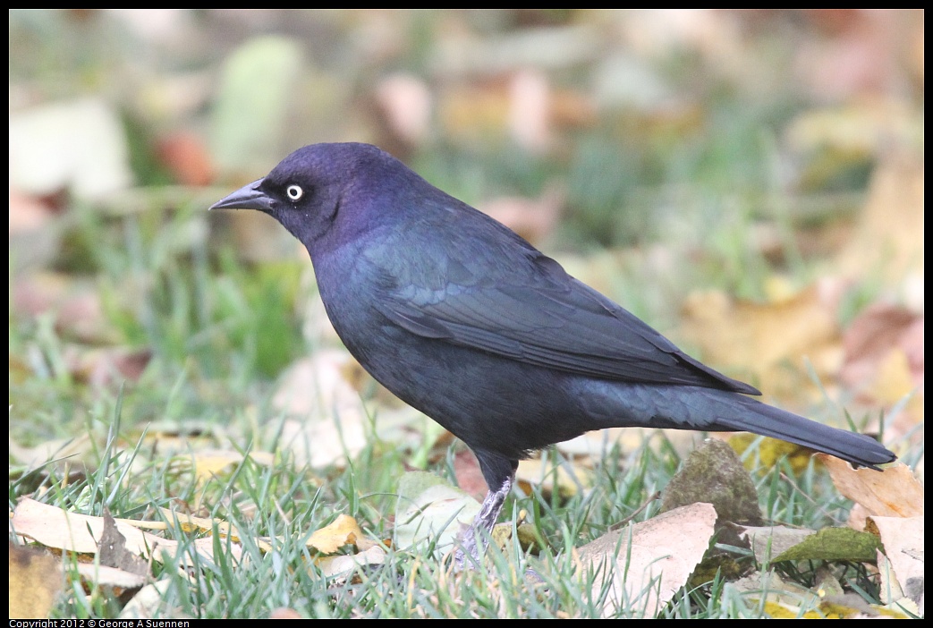 1020-091104-04.jpg - Brewer's Blackbird