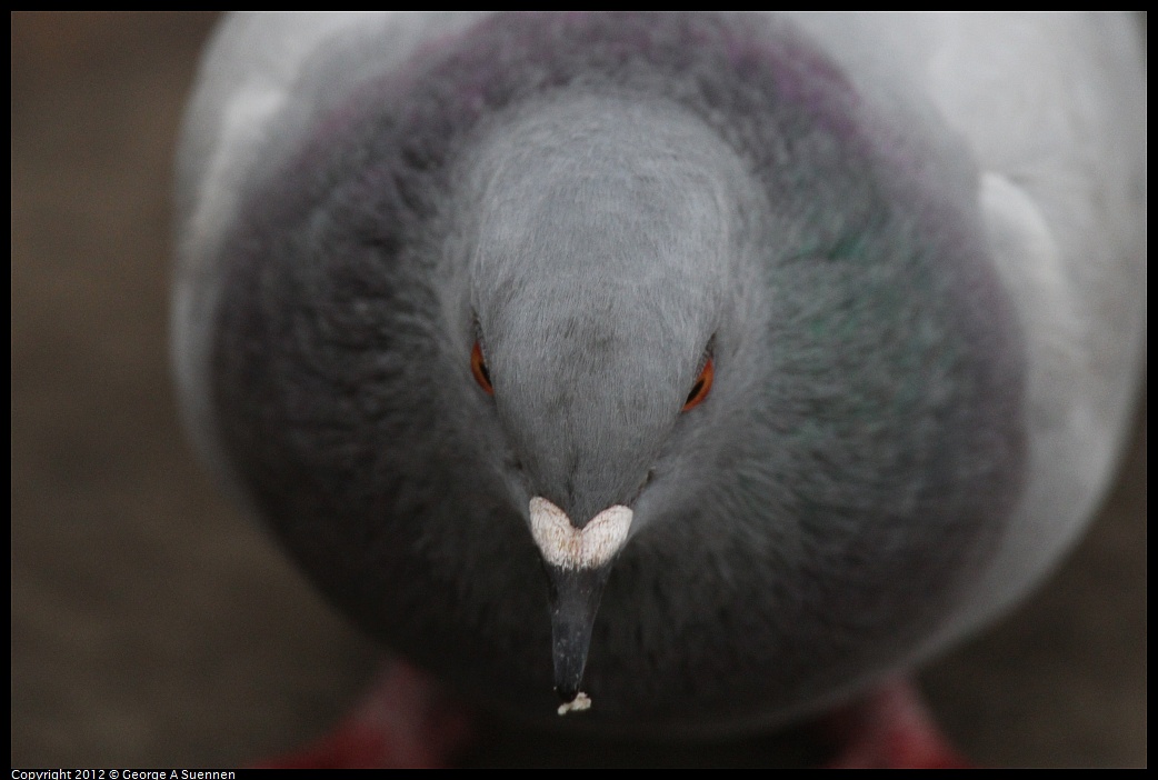 1020-091316-01.jpg - Rock Pigeon