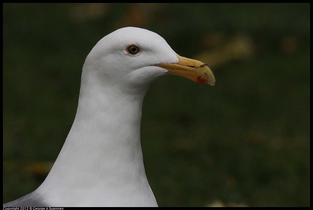 1020-091451-02.jpg - Western Gull