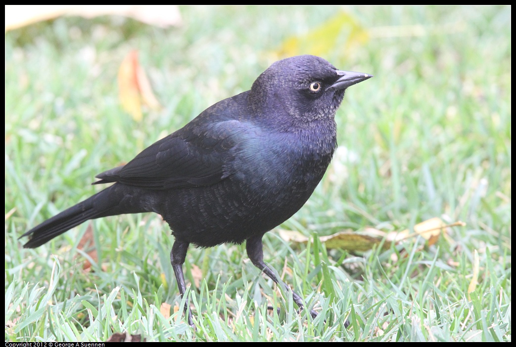 1020-091510-01.jpg - Brewer's Blackbird