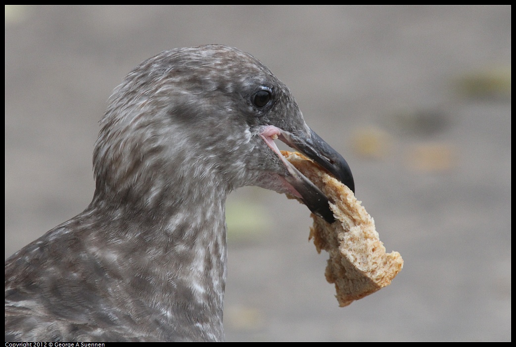 1020-091522-04.jpg - Western Gull (?)