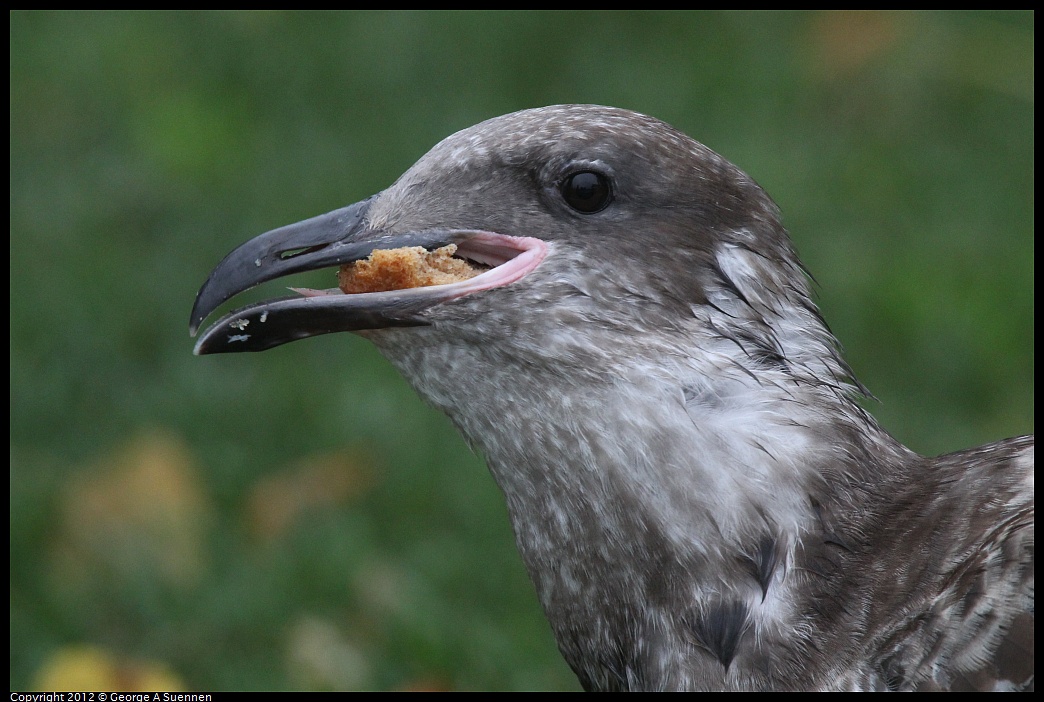 1020-091530-04.jpg - Western Gull (?)