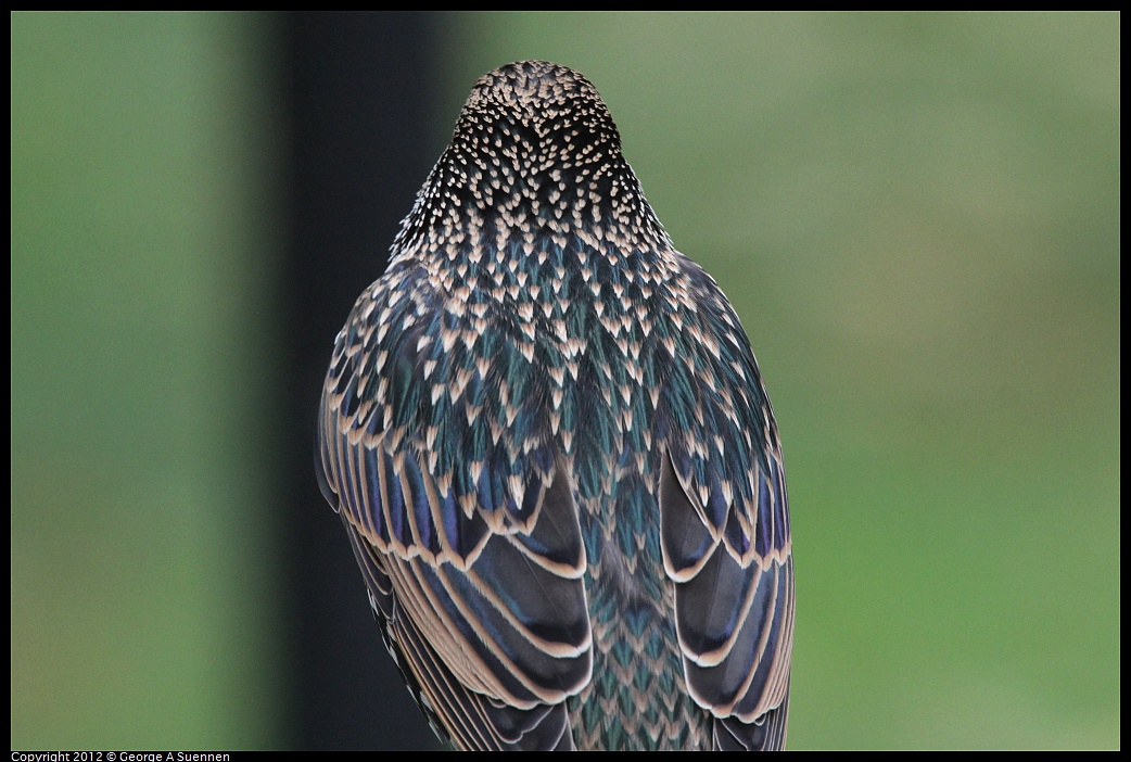 1020-091546-01.jpg - European Starling