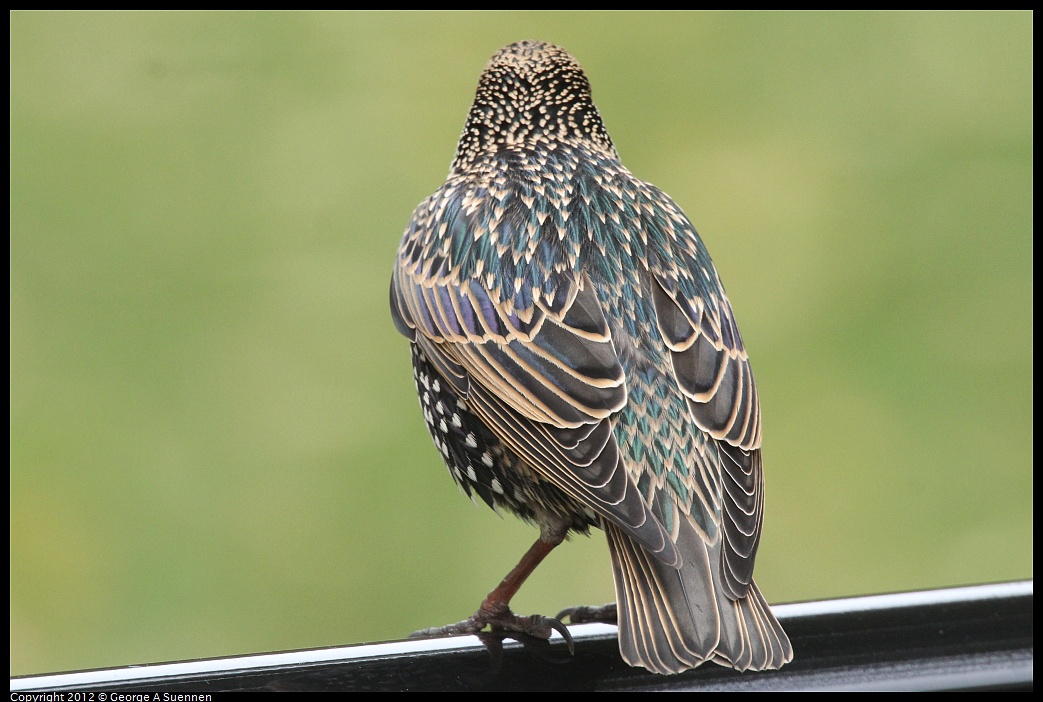 1020-091605-01.jpg - European Starling