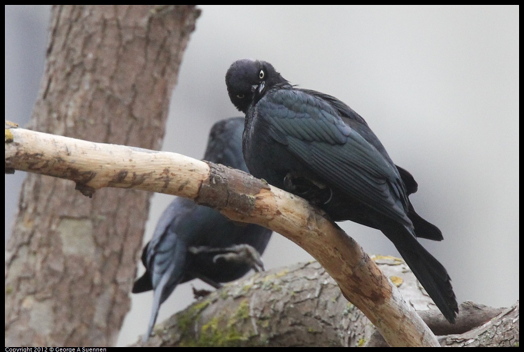 1020-091730-02.jpg - Brewer's Blackbird