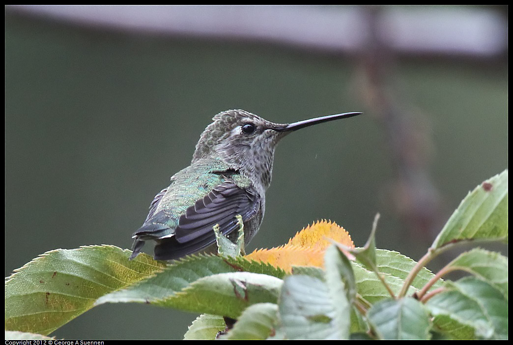 1020-091857-01.jpg - Anna's Hummingbird