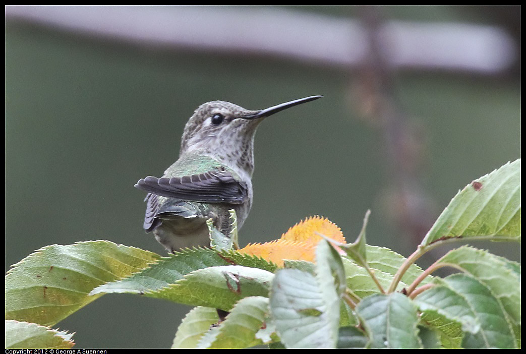 1020-091901-02.jpg - Anna's Hummingbird