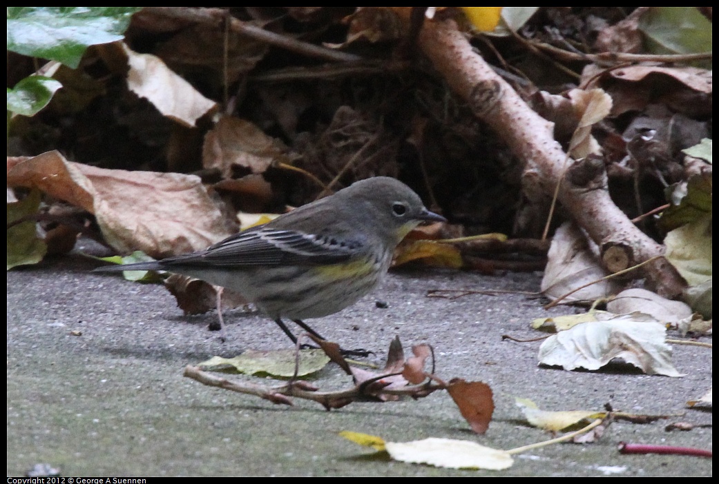 1020-092315-01.jpg - Yellow-rumped Warbler