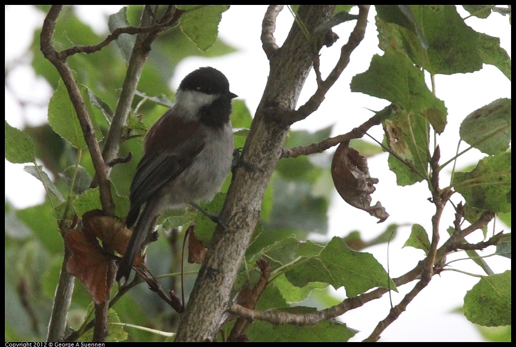 1020-092325-01.jpg - Chestnut-backed Chickadee