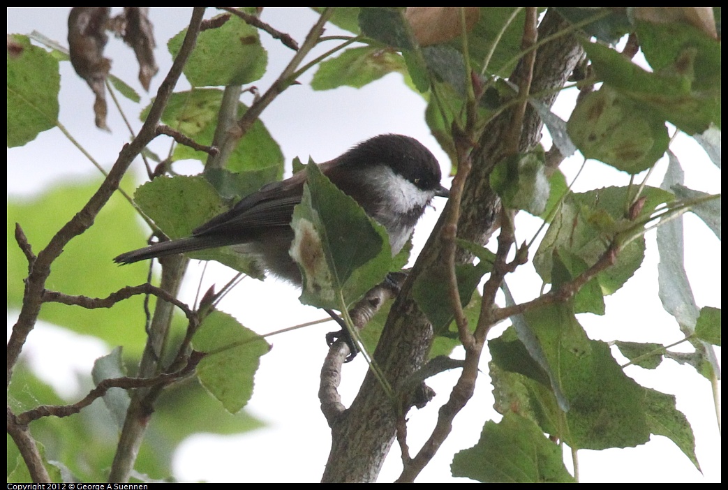 1020-092328-02.jpg - Chestnut-backed Chickadee