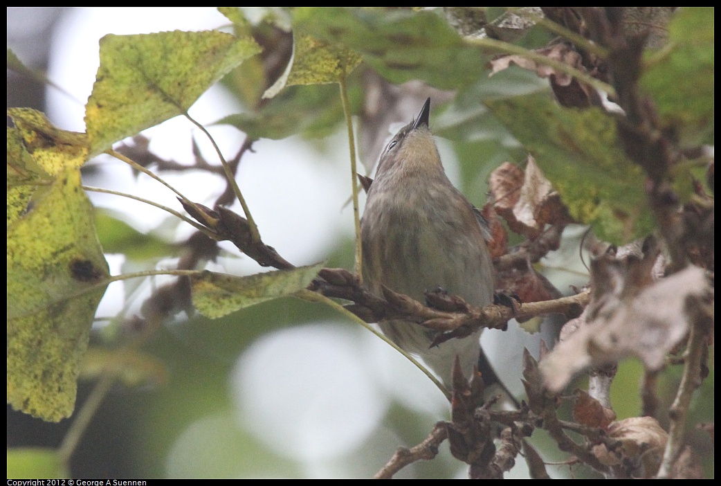 1020-092403-04.jpg - Yellow-rumped Warbler