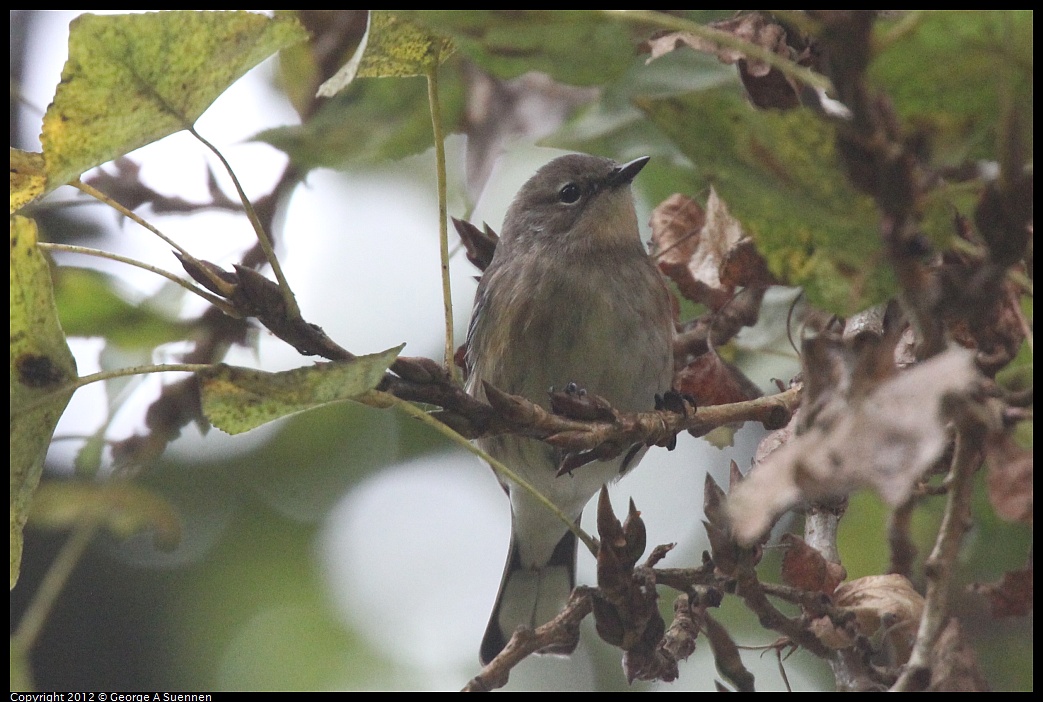 1020-092404-03.jpg - Yellow-rumped Warbler