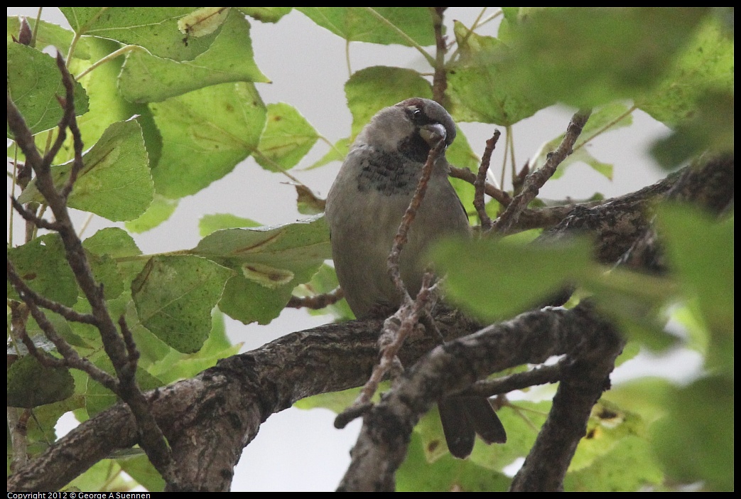 1020-092433-03.jpg - European House Sparrow