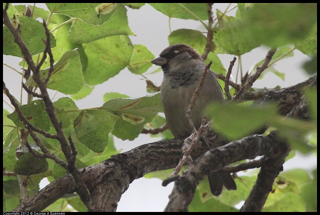 1020-092434-01.jpg - European House Sparrow