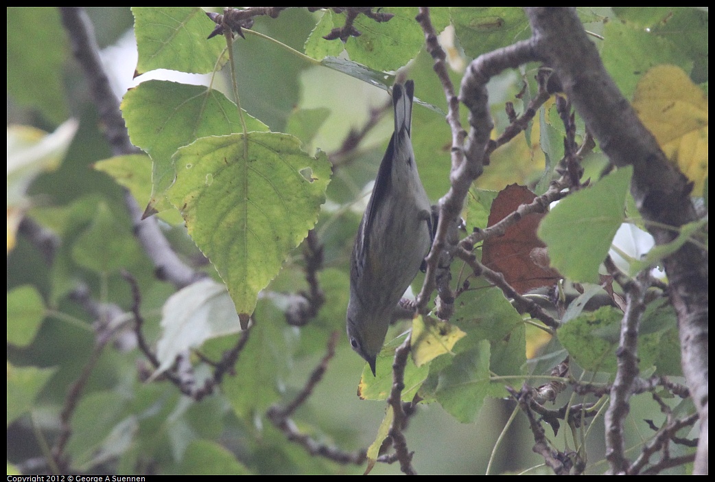 1020-093459-04.jpg - Yellow-rumped Warbler