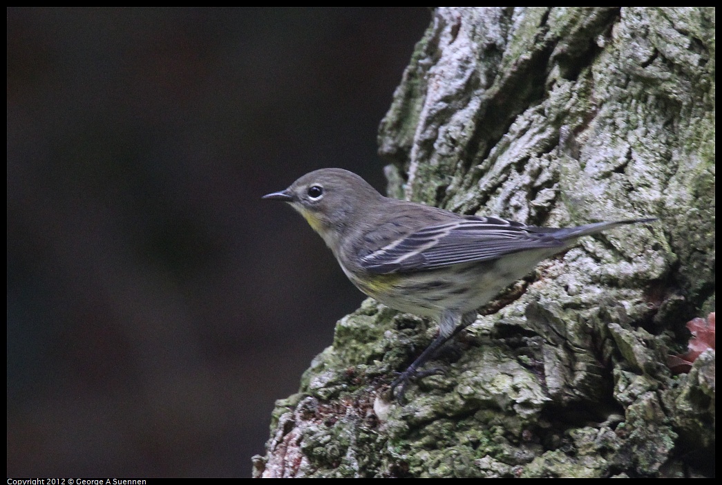 1020-093533-04.jpg - Yellow-rumped Warbler