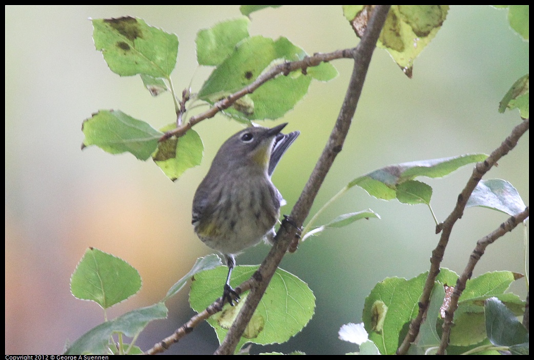 1020-093538-06.jpg - Yellow-rumped Warbler