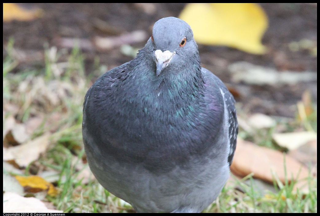 1020-093826-03.jpg - Rock Pigeon