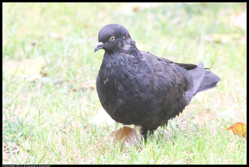 1020-093837-01.jpg - Rock Pigeon