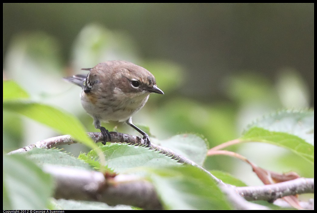 1020-093849-04.jpg - Yellow-rumped Warbler