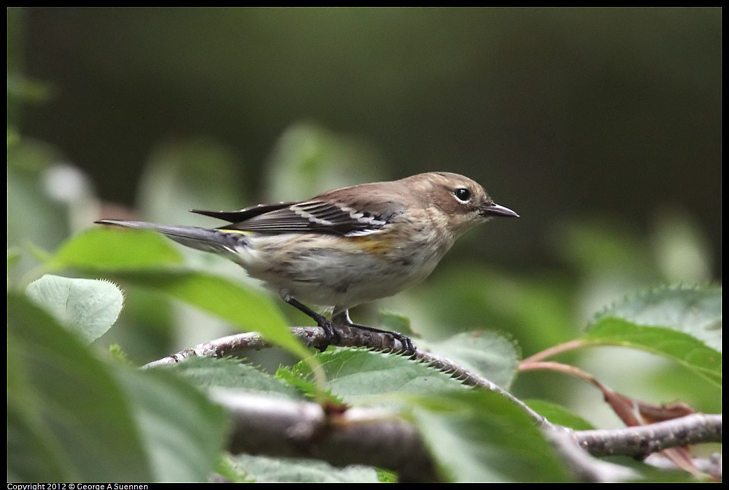 1020-093850-01.jpg - Yellow-rumped Warbler