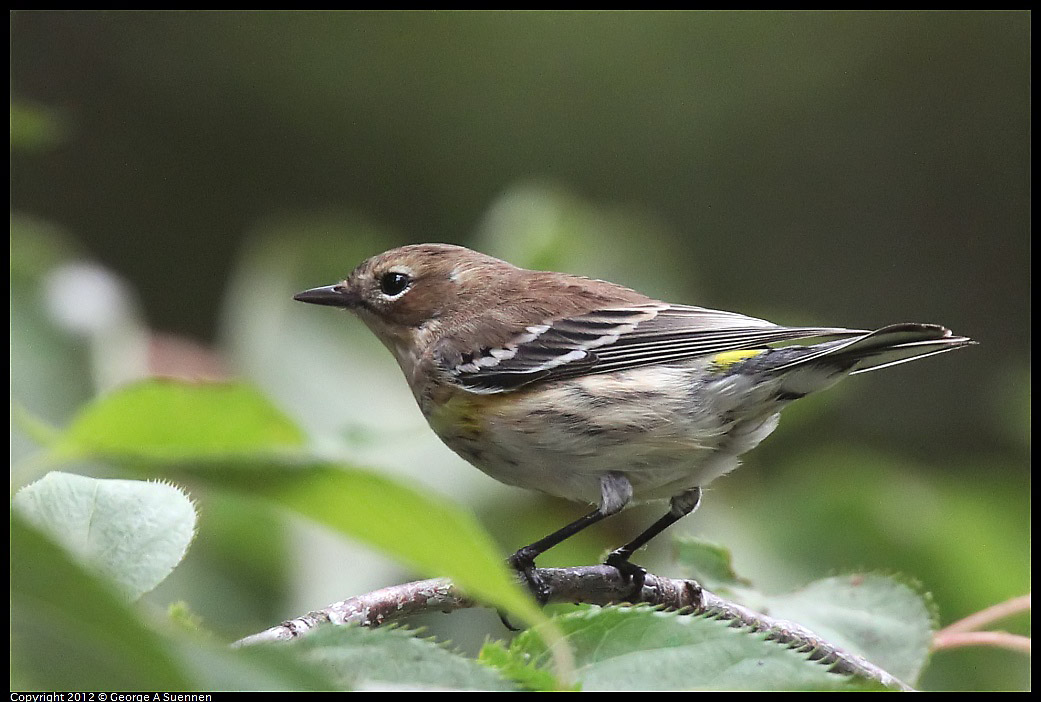 1020-093851-05.jpg - Yellow-rumped Warbler